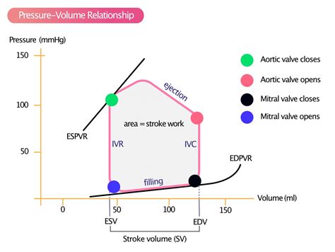 left ventricular pressure volume relationship.